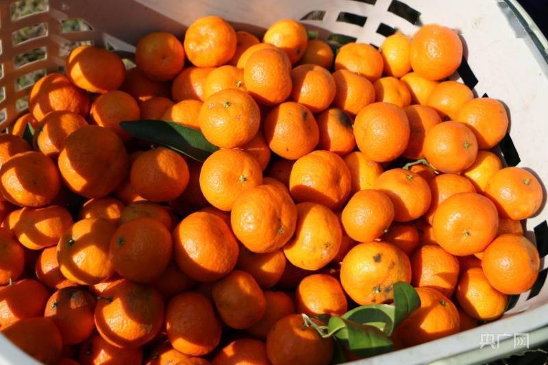 游客|贵州思南：种植砂糖柑橘 谱乡村产业新曲
