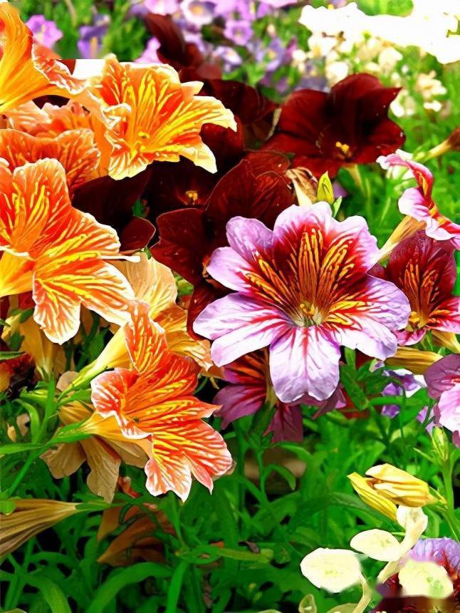 彩色缤纷的花朵受到欢迎——智利喇叭花_温度_品种_真叶