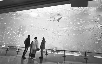 仿生鲸鲨 惟妙惟肖