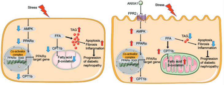 hepatogastric图片