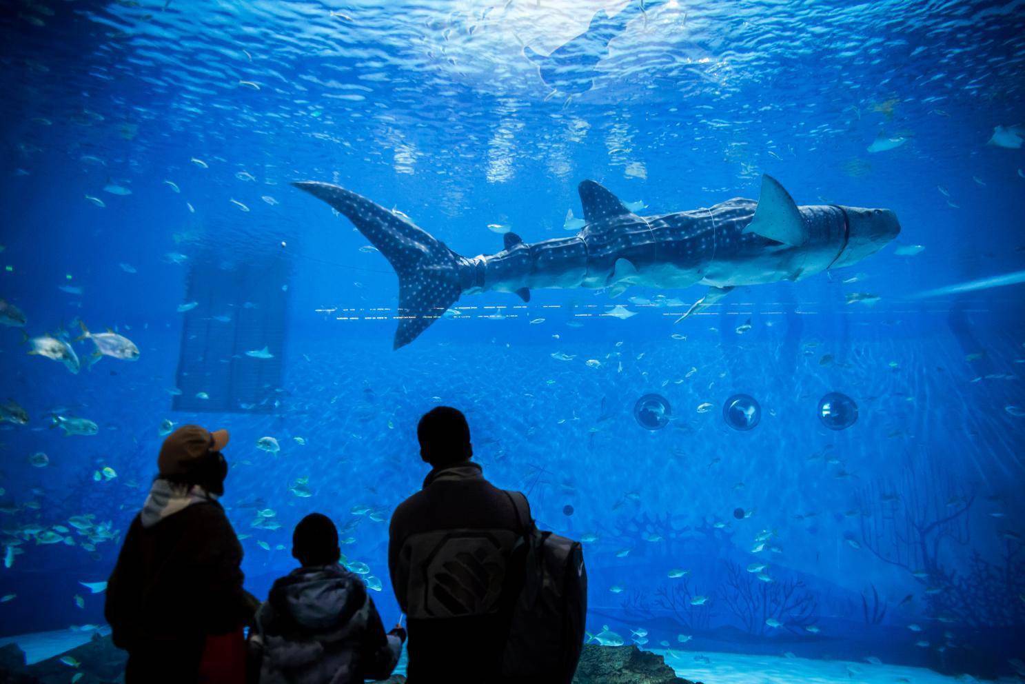 全球首个仿生鲸鲨亮相上海：长4.7米，能上浮下潜自主游动