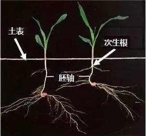 要想玉米稳产高产关于播种深度常见3种错误不要犯