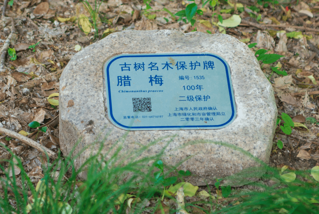 为一棵树造一座园3673m05的公园见证幸福树生