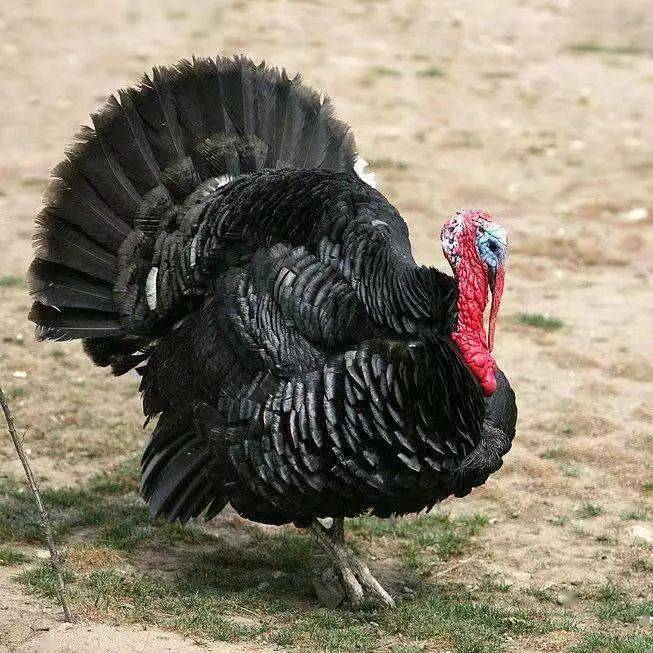 孔雀开屏的人都会得到幸福在这里可以亲手喂养孔雀哦还有最炸毛的火鸡