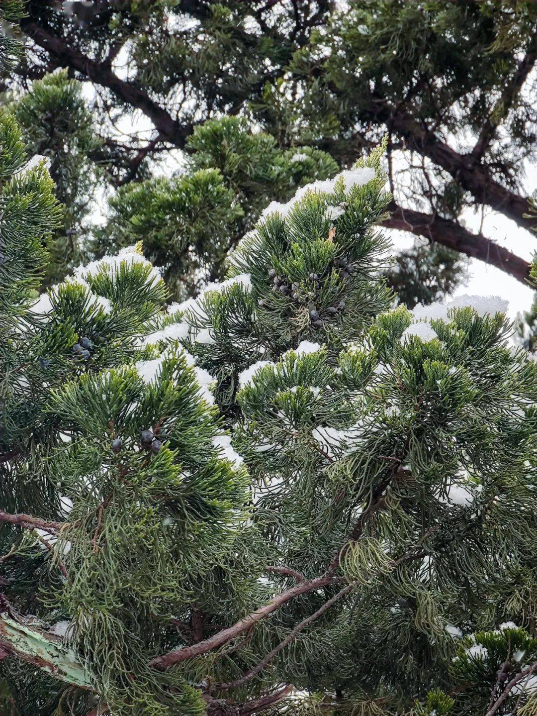 牛铭乾|错过这波，只能明年再见！