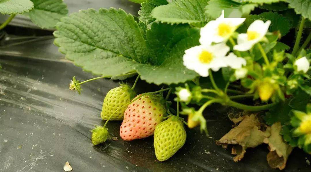 草莓_chapter_大棚