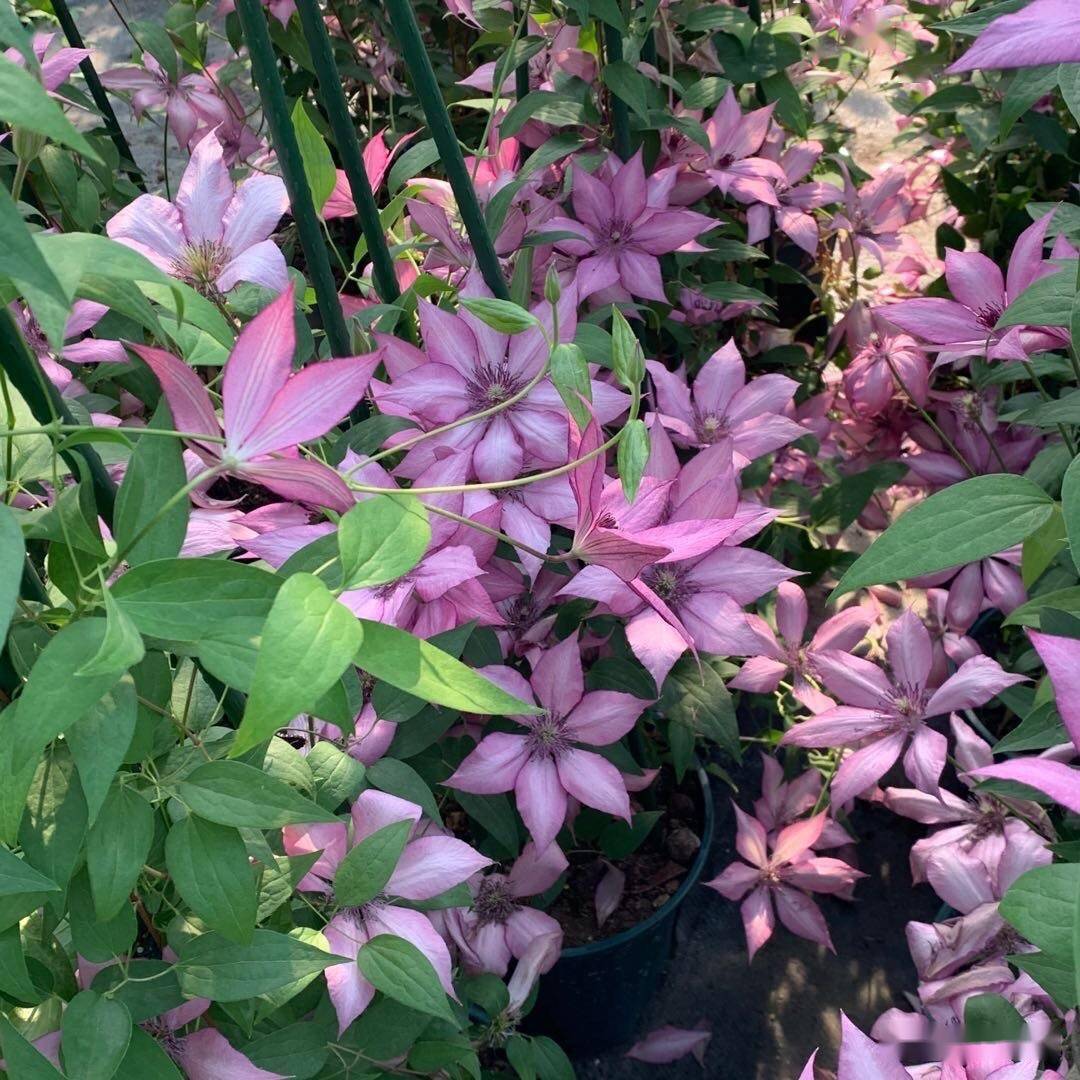 拥有丰富分类体系的美丽藤蔓植物铁线莲 品种繁多 开花 修剪