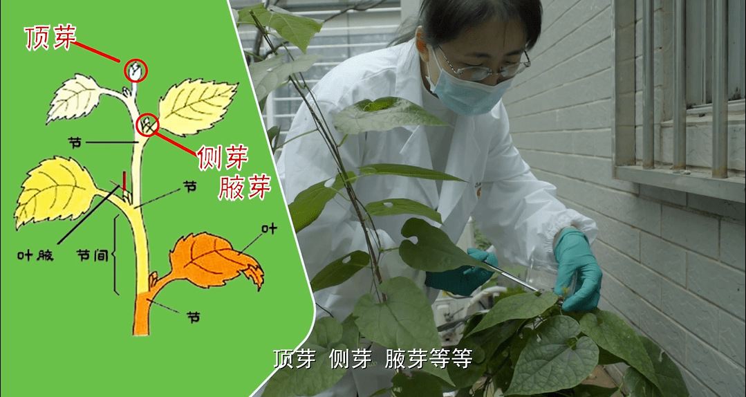 科普八桂中医大讲堂16药用植物组织培养快速繁育技术