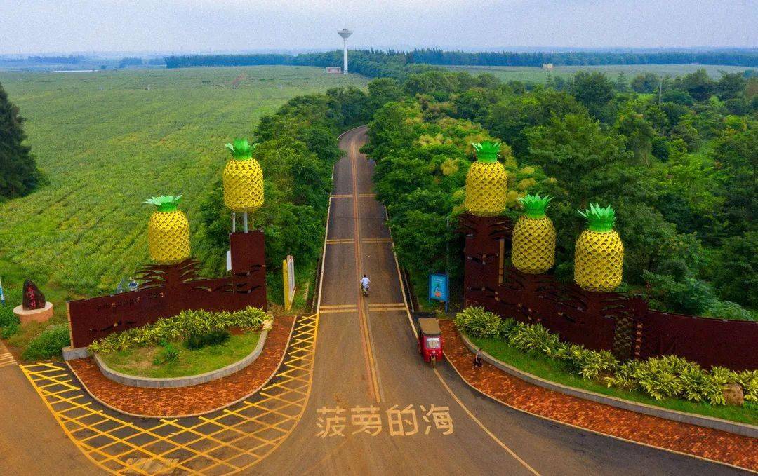 徐闻菠萝的海.