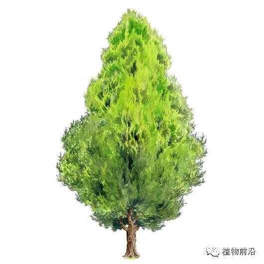 快来认树,101种带名字的手绘植物立面图