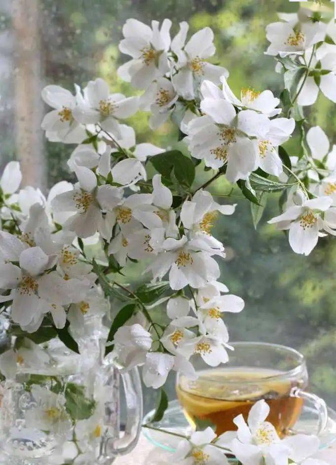 茉莉花最好的肥料是什么肥料 1f1f4132206b465ca8573023ac201800.jpeg