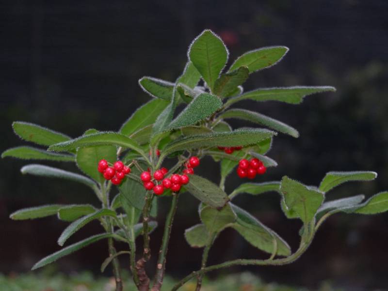 虎头|原来这么多“虎”藏在花花草草中！春节到华南植物园寻“虎”