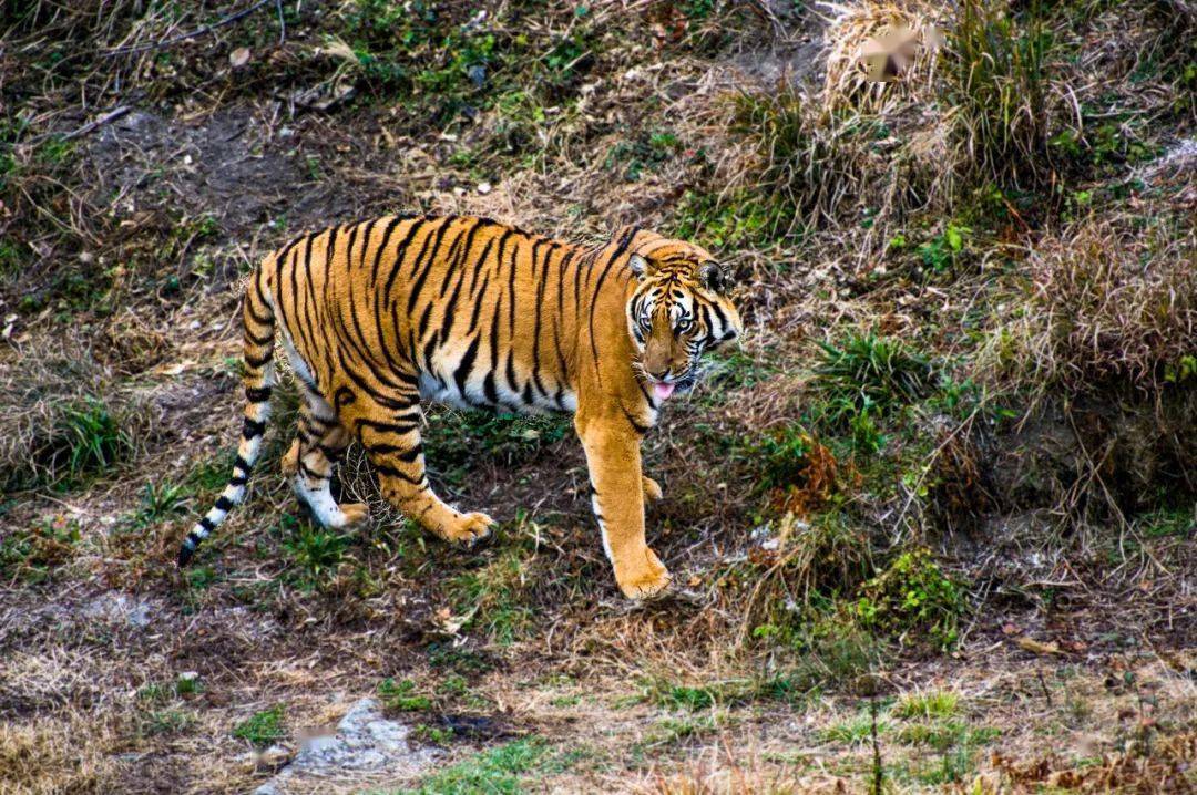 【福见古田 福虎生威】寻虎记(三):筹备全国首个国宝华南虎拯救基地