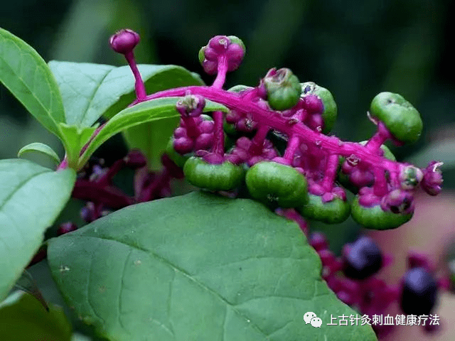每天学一味中草药——土人参(彩图)