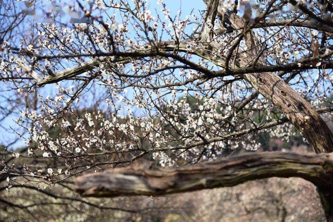 漫话光福邓尉梅花甲天下