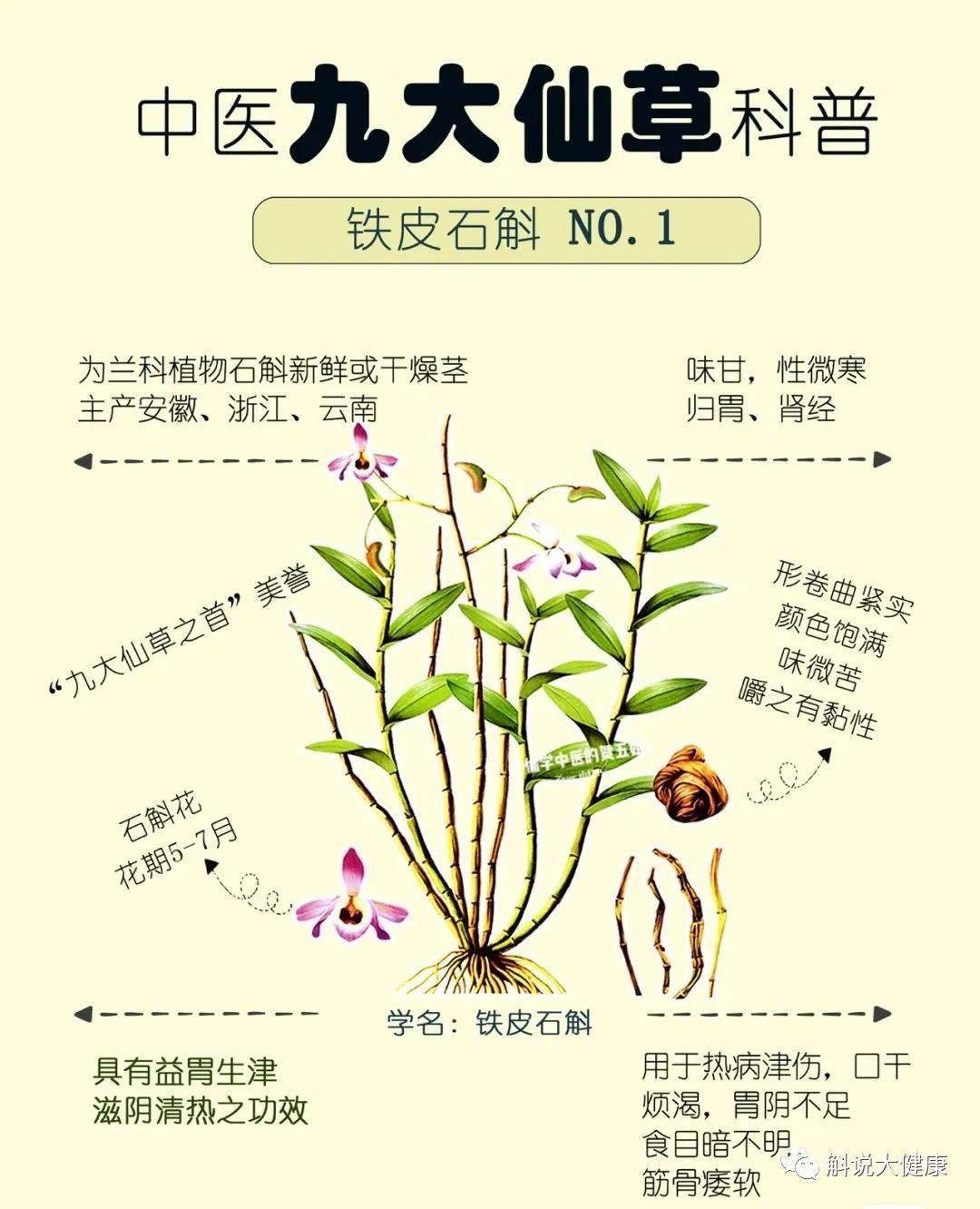 25岁后开始服用石斛,将明显地延缓身体各大器官的衰老,摆脱疾病的困扰