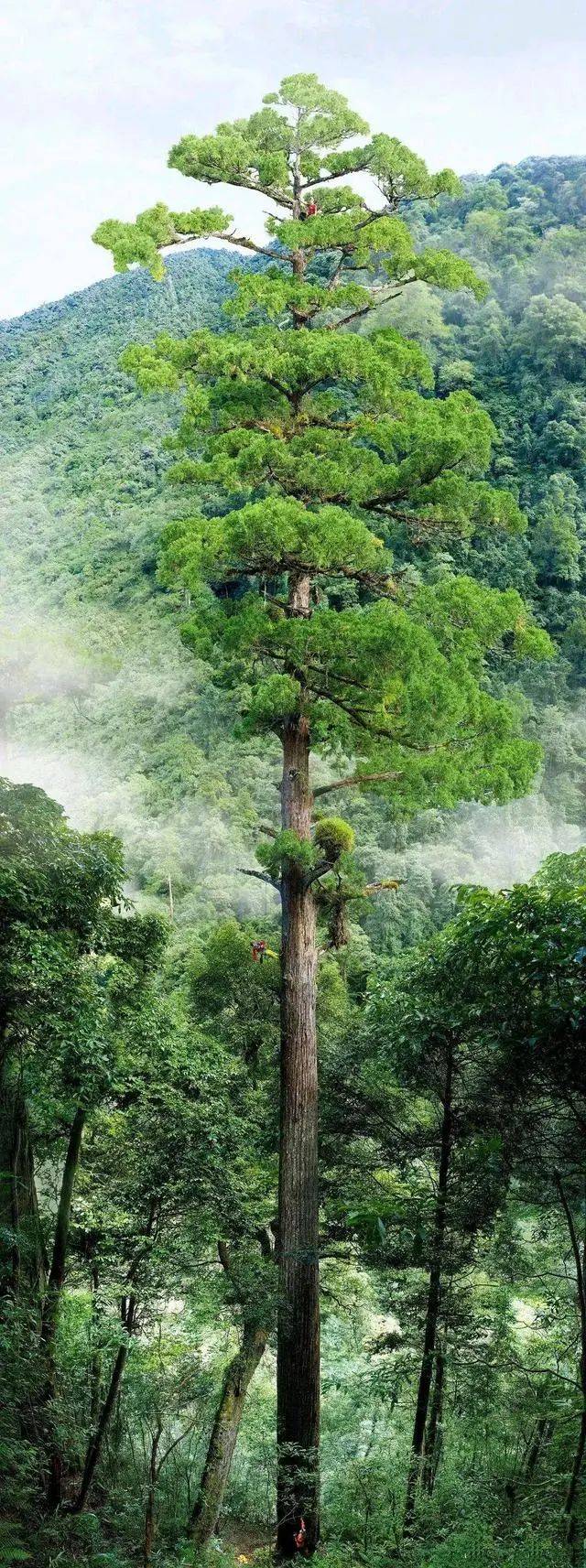 生物|穿越高黎贡山 探访物种王国