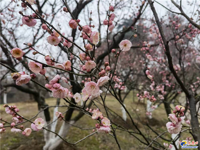 周以媛|极美南京：你瞧！梅花开了