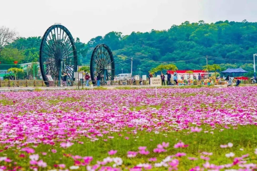 中山花海大爆发观赏指南在这了