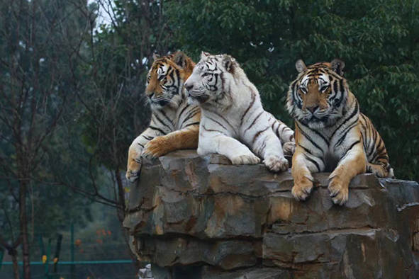 虎·景 | 湖南长沙三珍虎园:萌虎迎新春_幼虎_活动_繁育