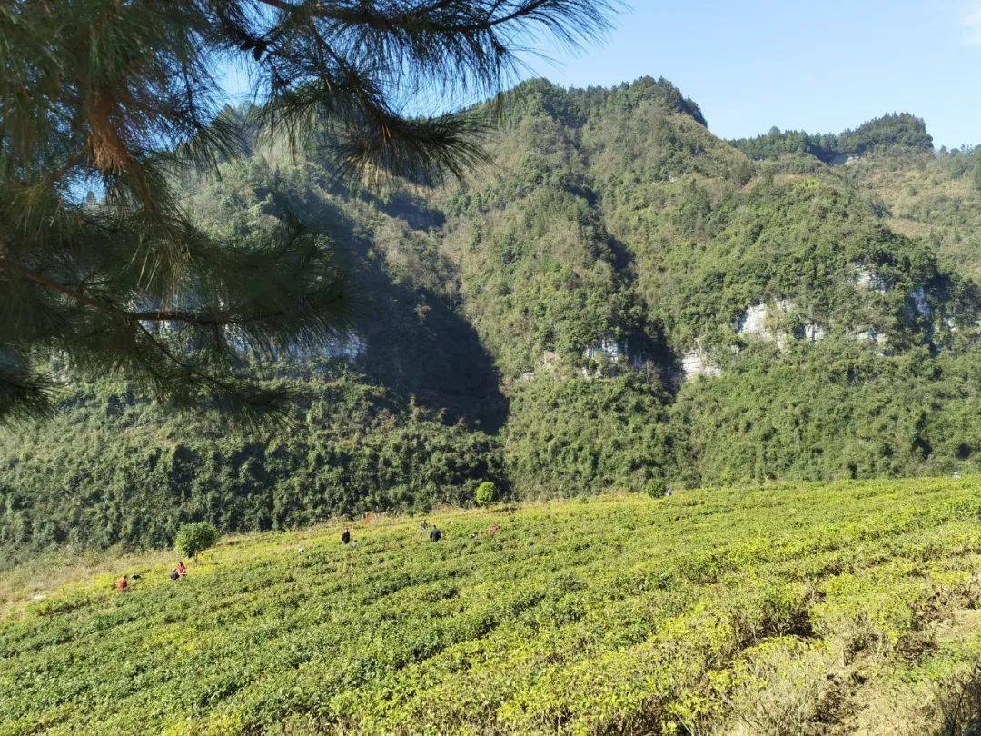 新春走基层分水镇三星村为盼来年茶飘香茶园冬日管护忙