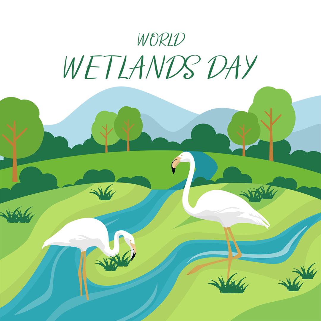 第26个世界湿地日 | 珍爱湿地,人与自然和谐共生_保护_黄河口_鸟类