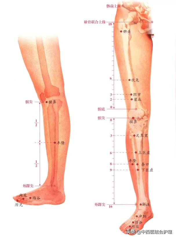 腿部针灸经络图图片