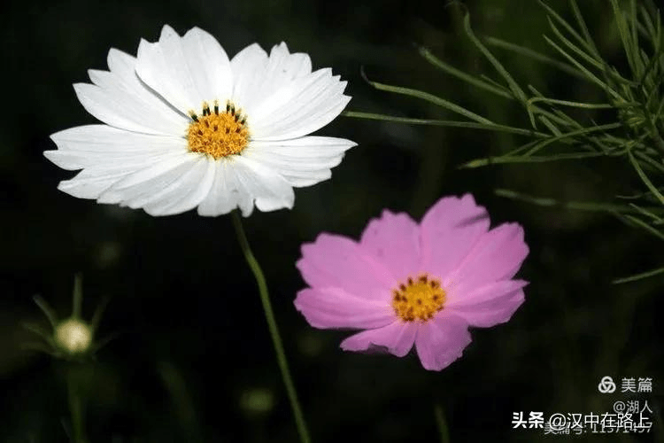 3b2181a865eb43f59d5f018cd3c3008f.png