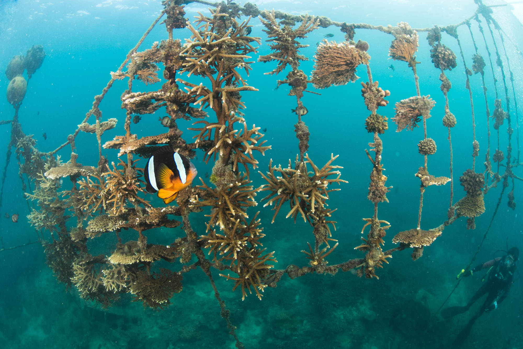 【新春走基层】海底珊瑚"造林" 呵护海洋生态_蜈支洲岛_种植_王丰