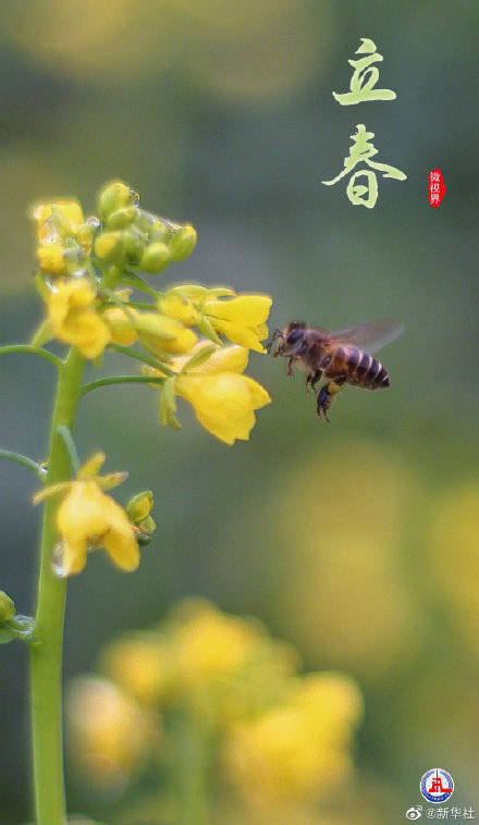 更迭,春色,二十四节气|明日立春！一起欣赏春色有多美