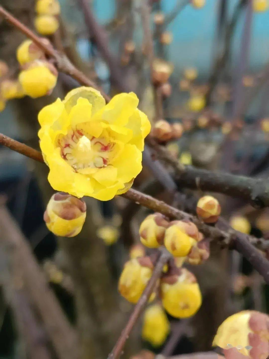 石羊镇|在都江堰过年 | 避开拥堵，来一场沉浸式乡村游！