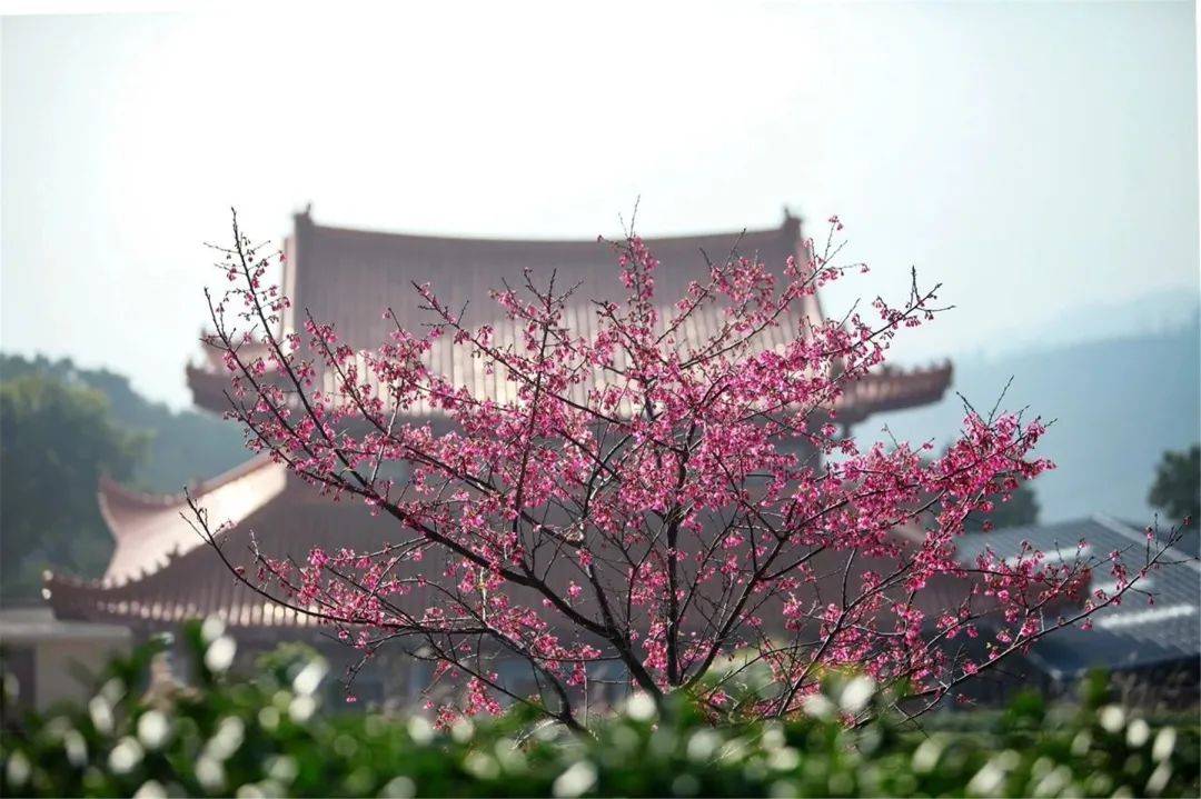 步道|今日立春，雨停了！快出门玩耍吧，攻略已备好→