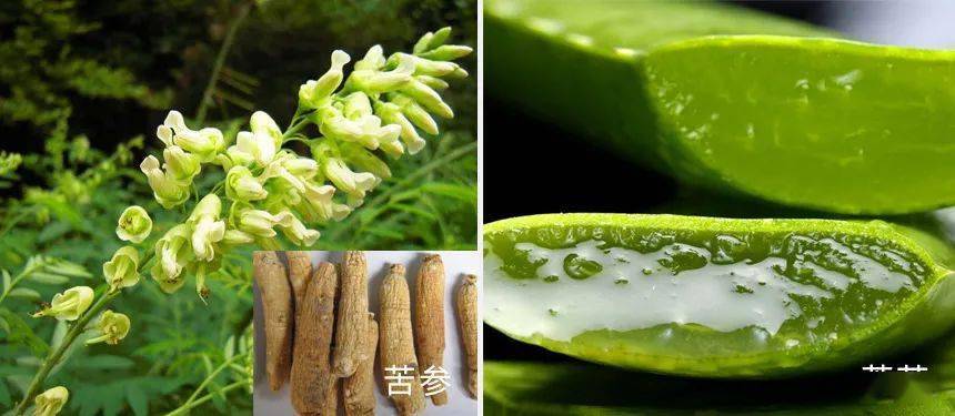 医学长了脂肪粒到底挤不挤?一分钟教你处理它的正确姿势!