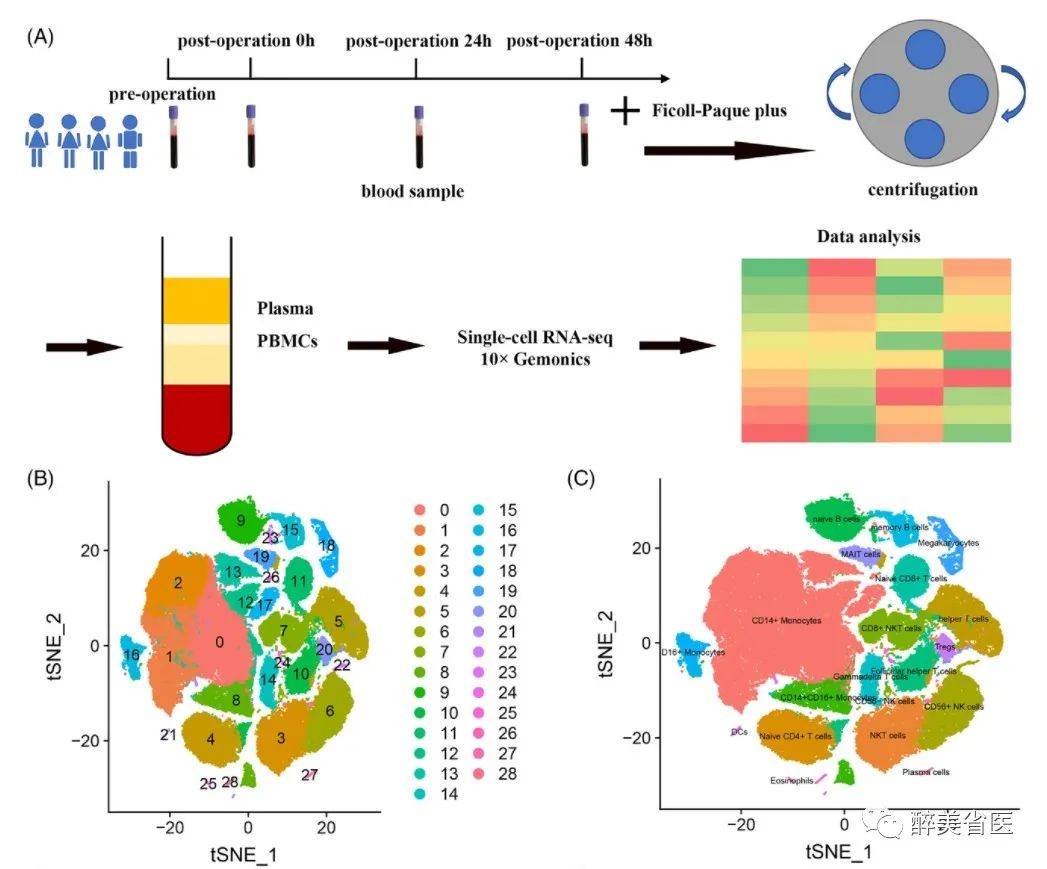 利用單細胞測序技術繪製圍手術期外周血單個核細胞動態圖譜_麻醉_河南