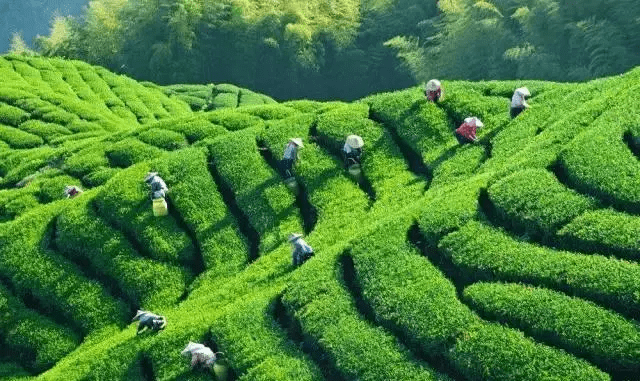 宁强县|快收藏，跟着24节气游汉中，诗情画意美翻了！