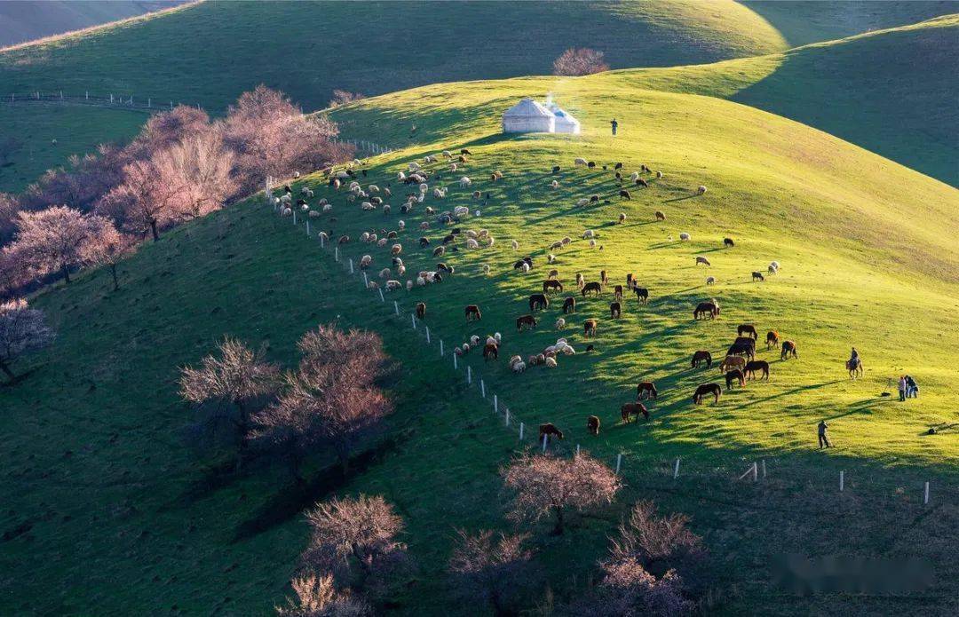 新疆伊犁杏花沟中国最美的野杏花