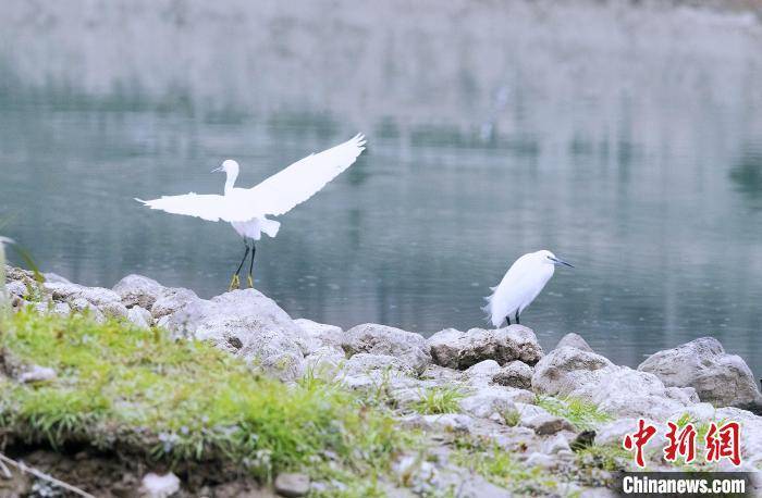 兴山|成群白鹭在三峡库区香溪河觅食嬉戏