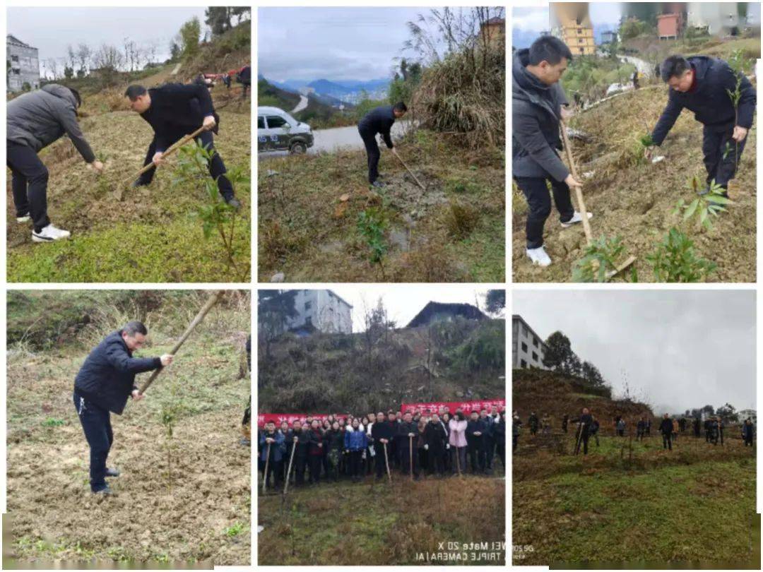 植树添新绿思南种下3万余株楠木苗