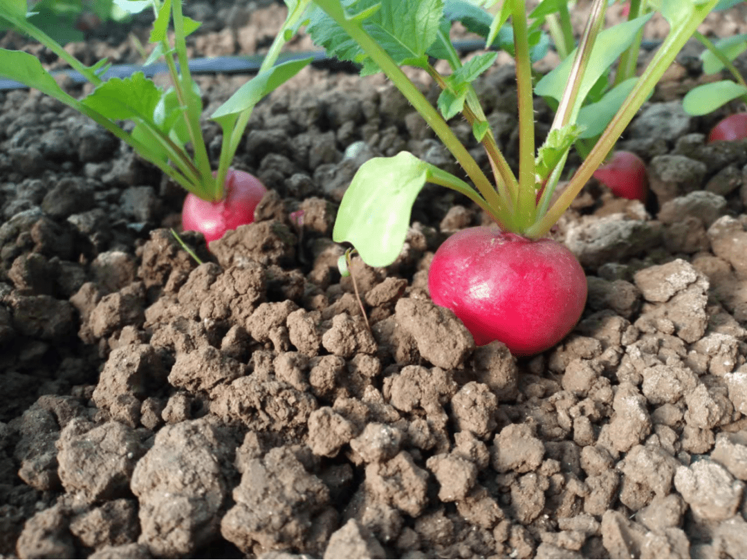 樱桃萝卜这样种植,好吃又高产!_土壤_种子_管理