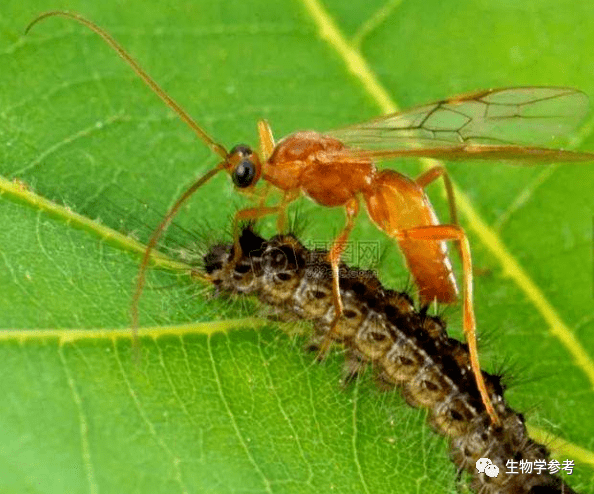 
捕食高中生物
  第2张
