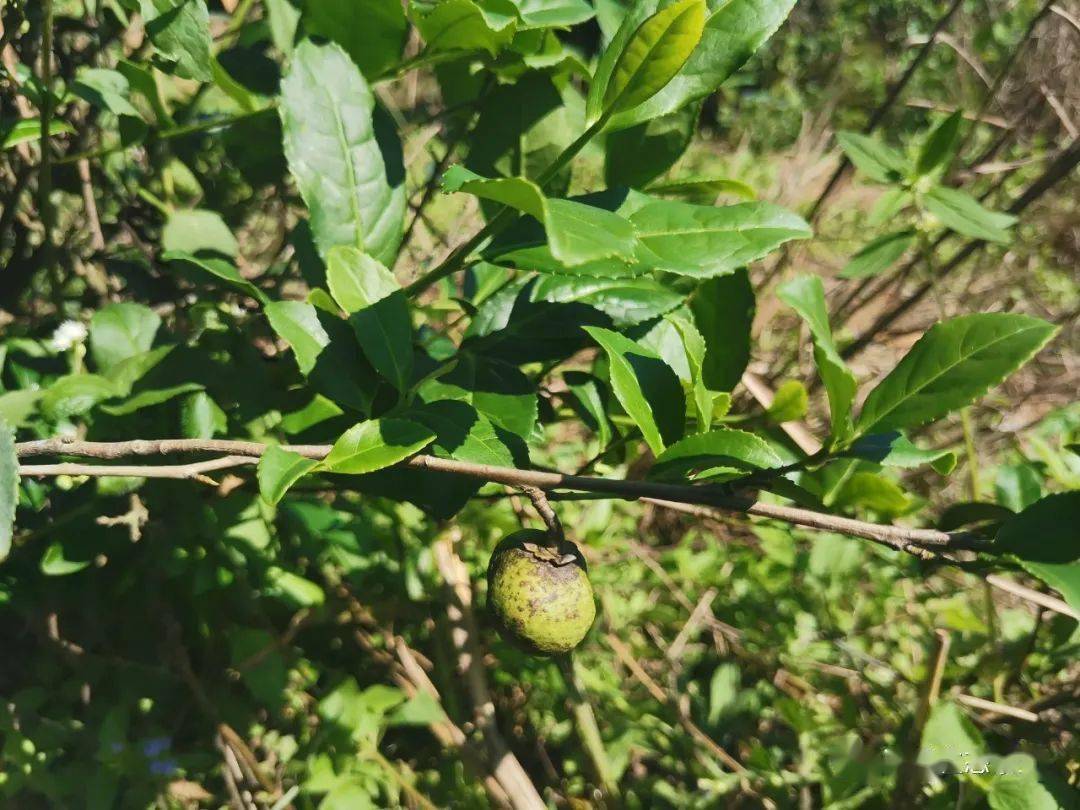 ���������ݳ�Ʒ��