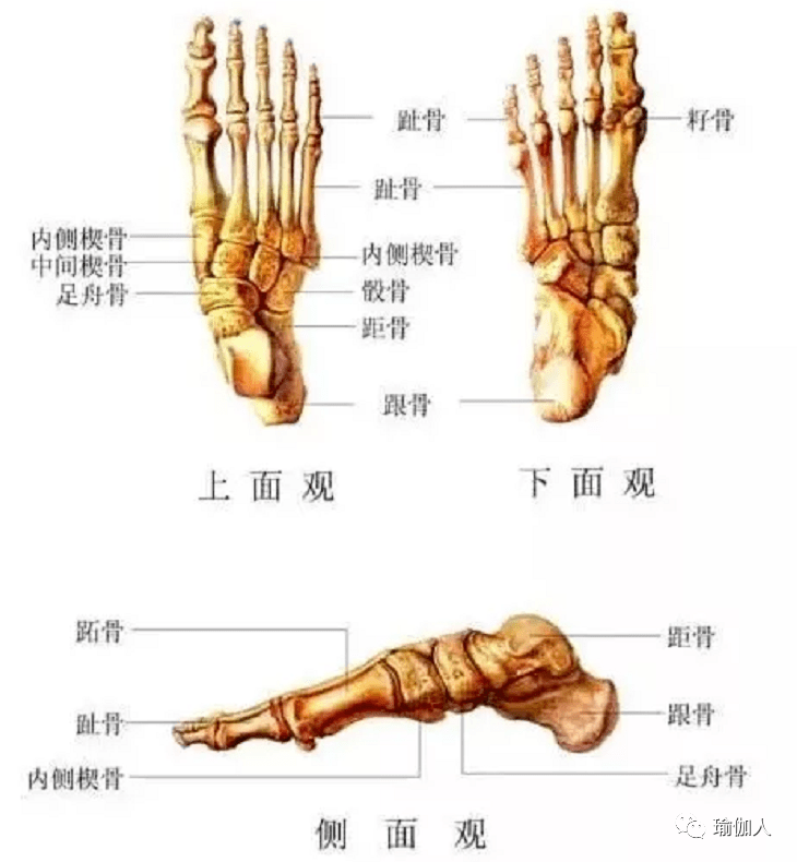 脚趾关节名称示意图图片