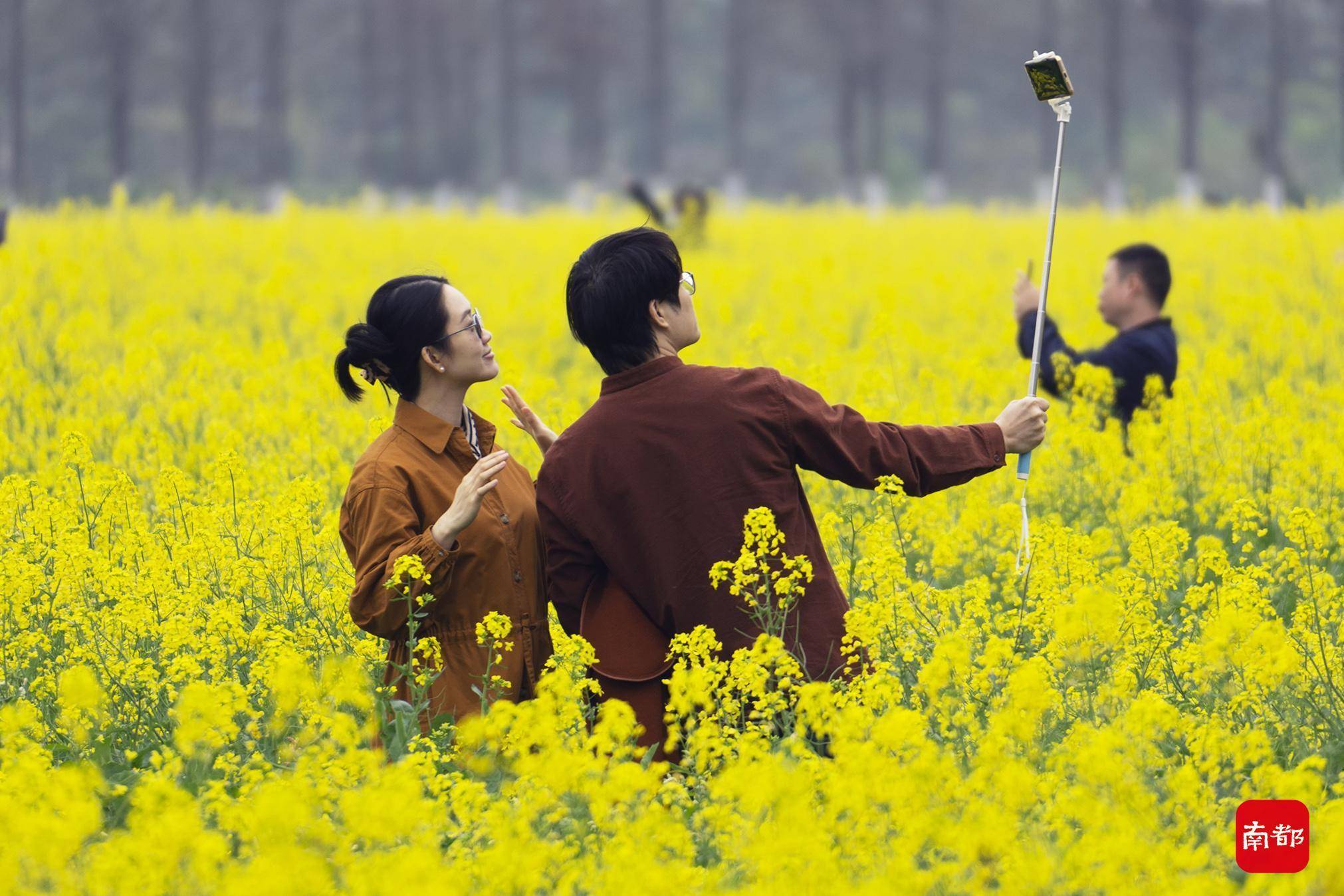 花海|珠海美丽乡村花海绽放，巨幅稻田画里送祝福