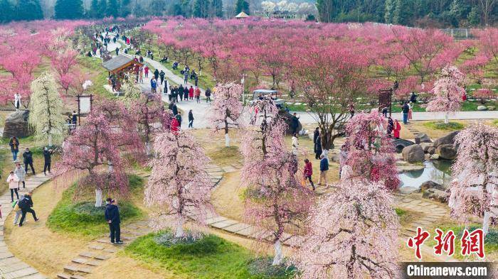 都江堰|四川都江堰千亩梅花盛开引客来