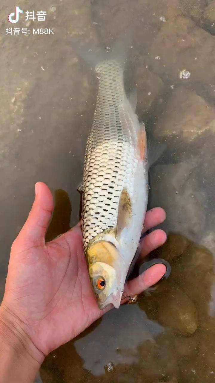 路亚赤眼鳟挂下巴上了