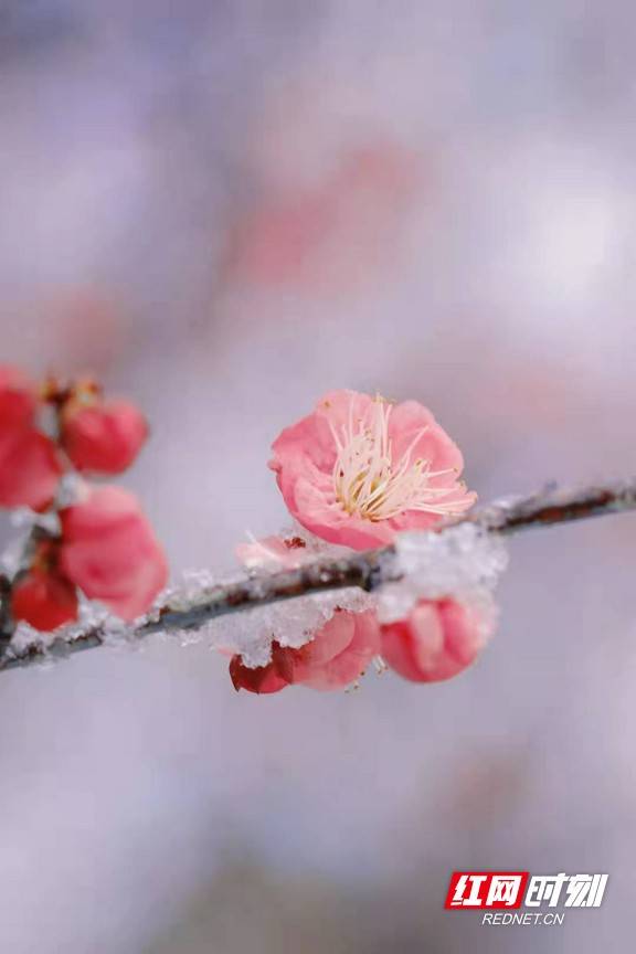 白雪镶|组图｜南县：早春初雪梅花开 引得游客踏春来