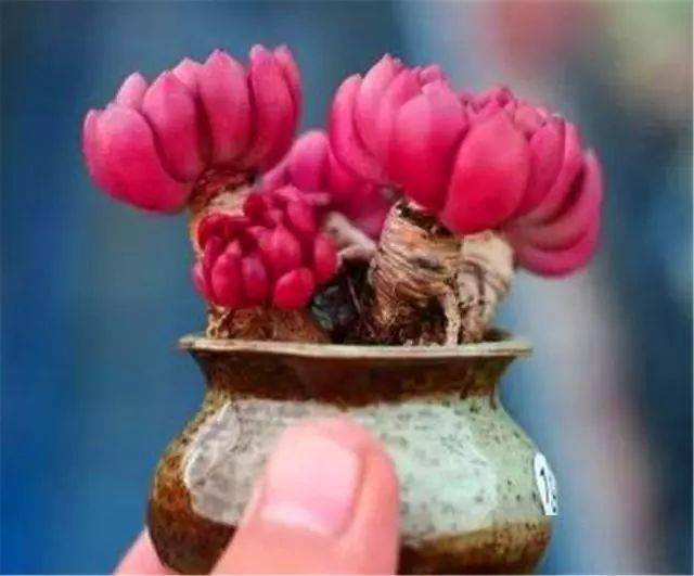 结语:喜欢养多肉的小伙伴们,今天分享的控水干货大家喜欢吗?