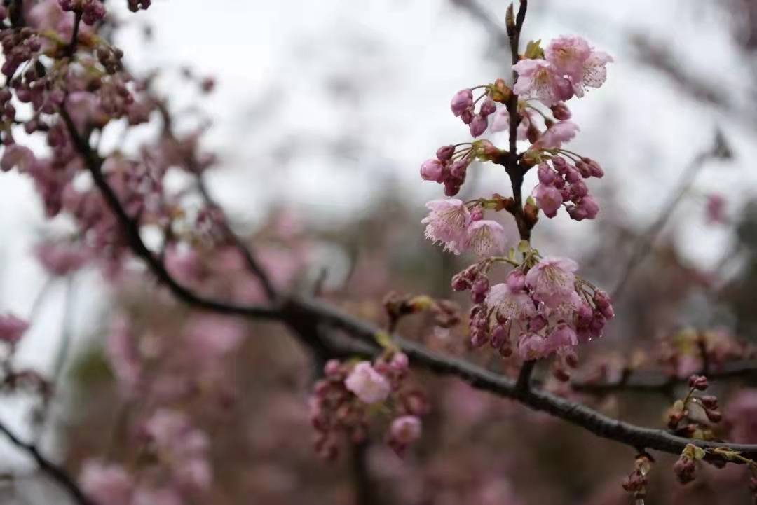 花卉|权威发布|2022年重庆春季赏花攻略来啦