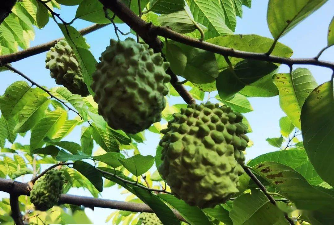 元江縣釋迦果種植面積6000多畝非常適宜釋迦果的生長