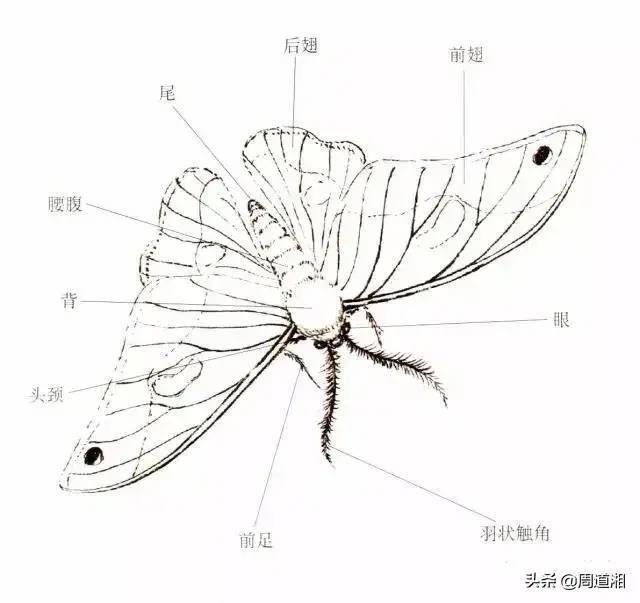 中國花鳥畫中工筆畫教程小飛蛾的畫法